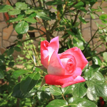 With A Parking Space Jelsa, Hvar - 5728 * ילסה