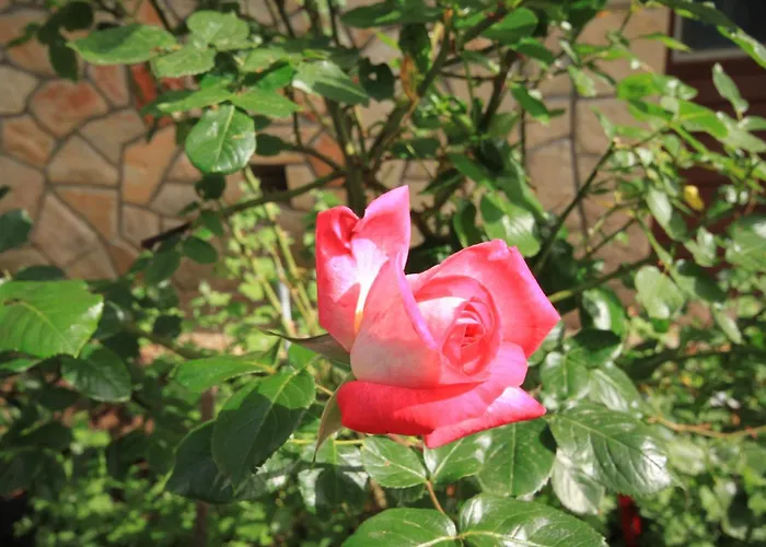 With A Parking Space Jelsa, Hvar - 5728 * Jelsa (Hvar)
